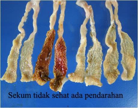 Penyakit Coccidiosis Bebek